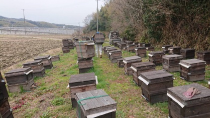 みつばちの移動